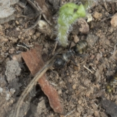 Camponotus sp. (genus) at Dunlop, ACT - 22 Mar 2018