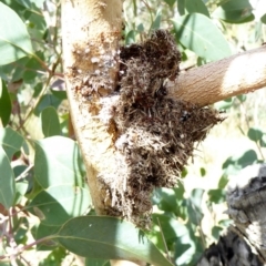 Papyrius nitidus (Shining Coconut Ant) at Deakin, ACT - 23 Mar 2018 by JackyF