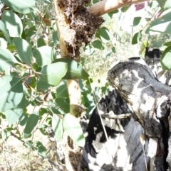 Papyrius nitidus at Deakin, ACT - 23 Mar 2018