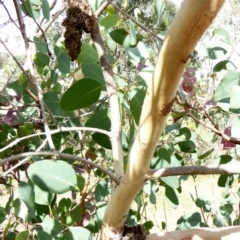 Papyrius nitidus at Deakin, ACT - suppressed