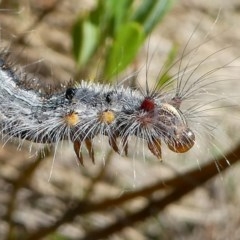 Lasiocampidae (family) (Snout moth) at Namadgi National Park - 17 Mar 2018 by HarveyPerkins