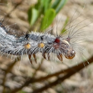 Lasiocampidae (family) at Cotter River, ACT - 17 Mar 2018 01:17 PM