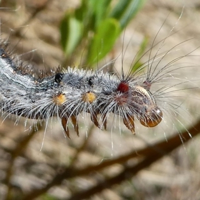 Lasiocampidae (family) (Snout moth) at Namadgi National Park - 17 Mar 2018 by HarveyPerkins