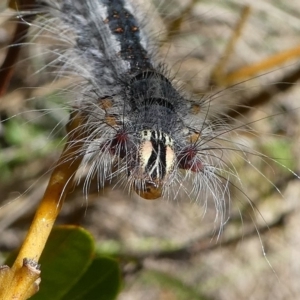 Lasiocampidae (family) at Cotter River, ACT - 17 Mar 2018 01:17 PM