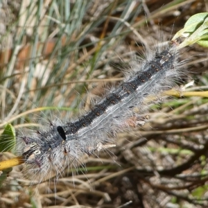 Lasiocampidae (family) at Cotter River, ACT - 17 Mar 2018 01:17 PM