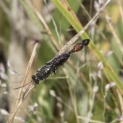 Tiphiidae (family) (Unidentified Smooth flower wasp) at The Pinnacle - 22 Mar 2018 by AlisonMilton