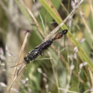 Tiphiidae (family) at The Pinnacle - 22 Mar 2018