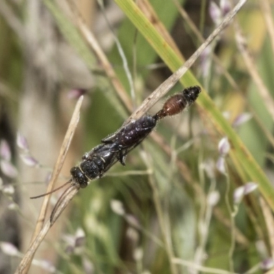 Tiphiidae (family) (Unidentified Smooth flower wasp) at The Pinnacle - 22 Mar 2018 by AlisonMilton