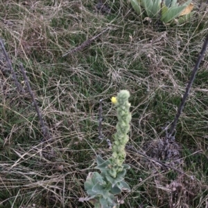 Verbascum thapsus subsp. thapsus at Rendezvous Creek, ACT - 16 Mar 2018