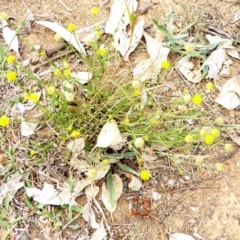 Calotis lappulacea (Yellow Burr Daisy) at Deakin, ACT - 23 Mar 2018 by JackyF