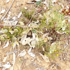 Calotis lappulacea at Deakin, ACT - 23 Mar 2018 02:43 PM