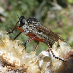 Zosteria sp. (genus) (Common brown robber fly) at Cotter River, ACT - 17 Mar 2018 by HarveyPerkins