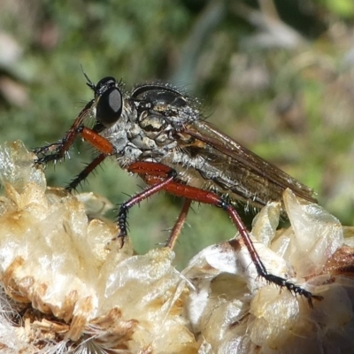 Zosteria sp. (genus) (Common brown robber fly) at Namadgi National Park - 17 Mar 2018 by HarveyPerkins