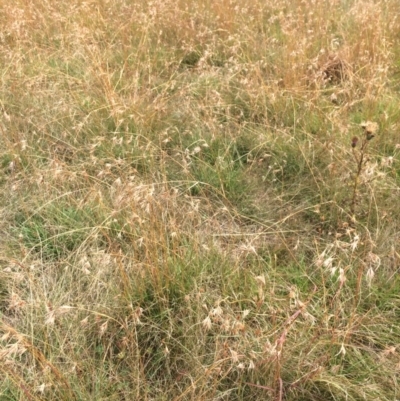 Themeda triandra (Kangaroo Grass) at Rendezvous Creek, ACT - 16 Mar 2018 by alex_watt