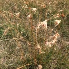 Themeda triandra at Rendezvous Creek, ACT - 16 Mar 2018