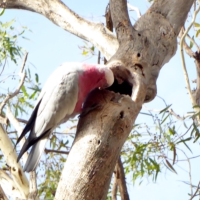 Eolophus roseicapilla (Galah) at Red Hill to Yarralumla Creek - 23 Mar 2018 by JackyF