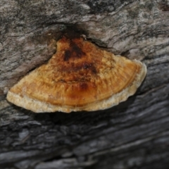 Truncospora ochroleuca at The Pinnacle - 22 Mar 2018 by Alison Milton