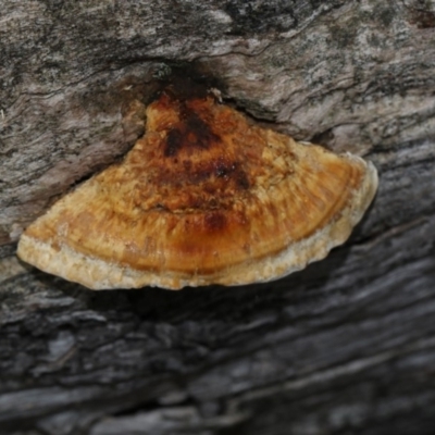 Truncospora ochroleuca at The Pinnacle - 22 Mar 2018 by AlisonMilton