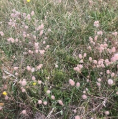 Trifolium arvense var. arvense (Haresfoot Clover) at Rendezvous Creek, ACT - 16 Mar 2018 by alexwatt