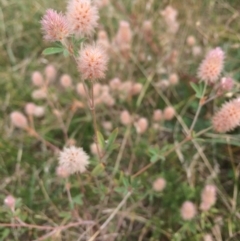 Trifolium arvense var. arvense at Rendezvous Creek, ACT - 16 Mar 2018 11:46 AM