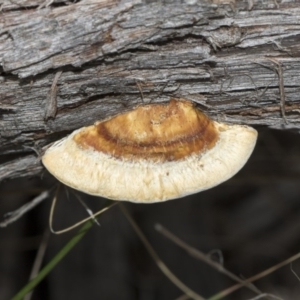 Truncospora ochroleuca at Hawker, ACT - 22 Mar 2018 03:50 PM