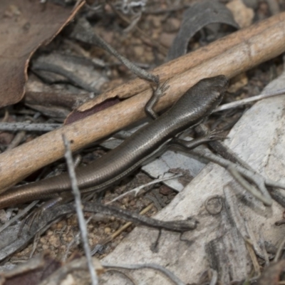 Morethia boulengeri (Boulenger's Skink) at The Pinnacle - 22 Mar 2018 by AlisonMilton