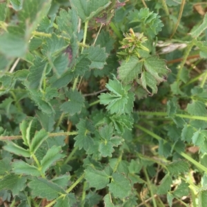 Sanguisorba minor at Rendezvous Creek, ACT - 16 Mar 2018