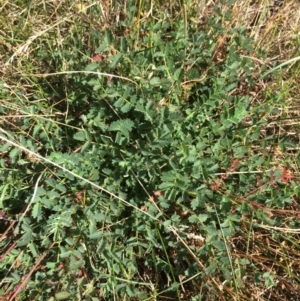 Sanguisorba minor at Rendezvous Creek, ACT - 16 Mar 2018