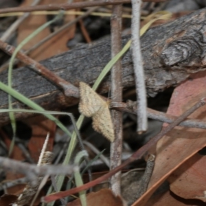 Scopula rubraria at Hawker, ACT - 22 Mar 2018