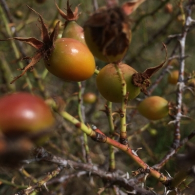 Rosa rubiginosa (Sweet Briar, Eglantine) at Rendezvous Creek, ACT - 16 Mar 2018 by alexwatt