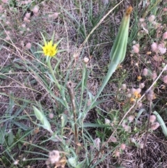 Tragopogon dubius (Goatsbeard) at Rendezvous Creek, ACT - 16 Mar 2018 by alexwatt