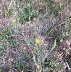 Tragopogon dubius at Rendezvous Creek, ACT - 16 Mar 2018 11:50 AM