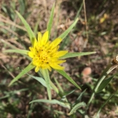 Tragopogon dubius at Rendezvous Creek, ACT - 16 Mar 2018 11:50 AM