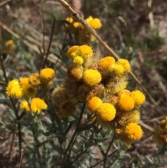 Chrysocephalum semipapposum (Clustered Everlasting) at Rendezvous Creek, ACT - 16 Mar 2018 by alexwatt