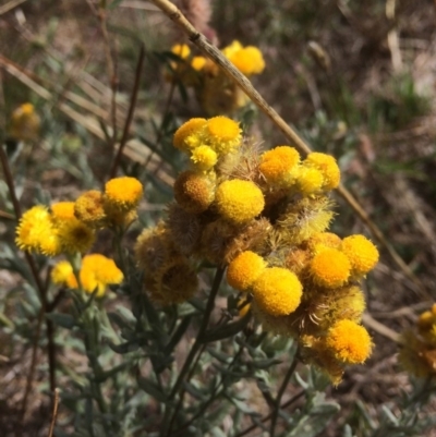 Chrysocephalum semipapposum (Clustered Everlasting) at Rendezvous Creek, ACT - 16 Mar 2018 by alexwatt