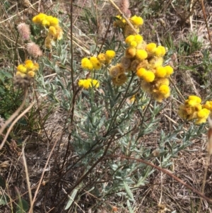 Chrysocephalum semipapposum at Rendezvous Creek, ACT - 16 Mar 2018 12:02 PM