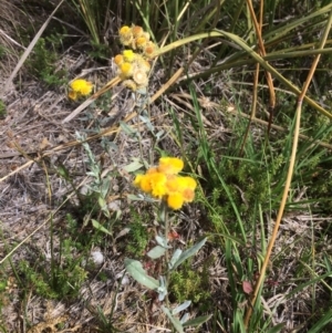 Chrysocephalum semipapposum at Rendezvous Creek, ACT - 16 Mar 2018