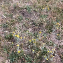 Chrysocephalum semipapposum at Rendezvous Creek, ACT - 16 Mar 2018