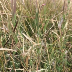 Epilobium sp. at Rendezvous Creek, ACT - 16 Mar 2018