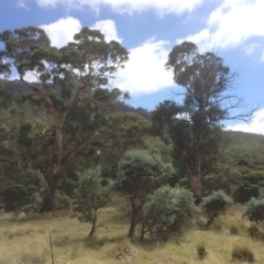Eucalyptus rubida subsp. rubida (Candlebark) at Rendezvous Creek, ACT - 16 Mar 2018 by alexwatt