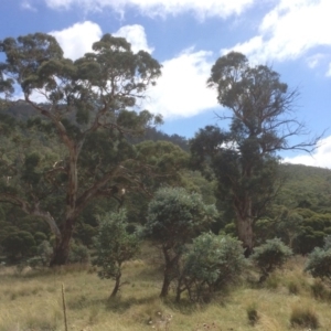 Eucalyptus rubida subsp. rubida at Namadgi National Park - 16 Mar 2018 12:11 PM