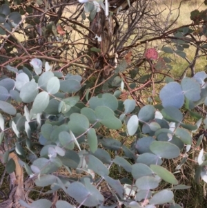 Eucalyptus rubida subsp. rubida at Namadgi National Park - 16 Mar 2018 12:11 PM