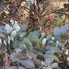 Eucalyptus rubida subsp. rubida at Rendezvous Creek, ACT - 16 Mar 2018