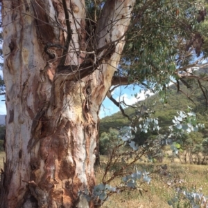 Eucalyptus rubida subsp. rubida at Namadgi National Park - 16 Mar 2018