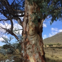 Eucalyptus rubida subsp. rubida at Namadgi National Park - 16 Mar 2018