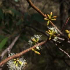 Eucalyptus stellulata (Black Sally) at Namadgi National Park - 16 Mar 2018 by alexwatt