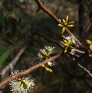 Eucalyptus stellulata at Namadgi National Park - 16 Mar 2018 12:16 PM