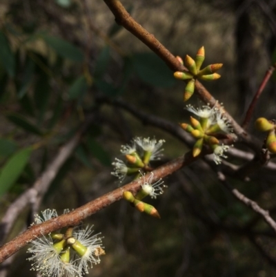 Eucalyptus stellulata (Black Sally) at Rendezvous Creek, ACT - 16 Mar 2018 by alex_watt