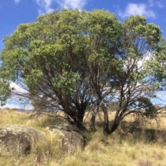 Eucalyptus stellulata at Namadgi National Park - 16 Mar 2018