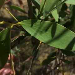 Eucalyptus stellulata at Namadgi National Park - 16 Mar 2018
